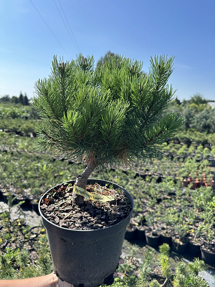 Сосна горная Лаурин