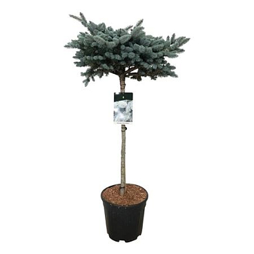 Picea Pung Glauca Globosa