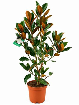 Magnolia Grandiflora Little Gem