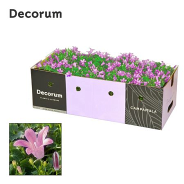 Campanula Porto Pink Decobox