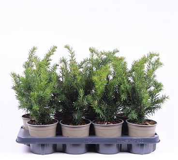 Taxus Bacc Repandens