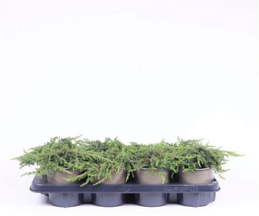Juniperus Communis Green Carpet