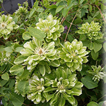 Клематис гибридный Грин Пэшн