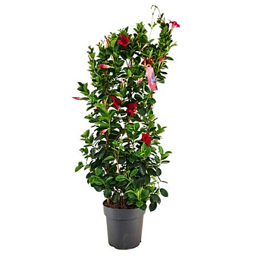 Mandevilla Sundaville Red On Reck