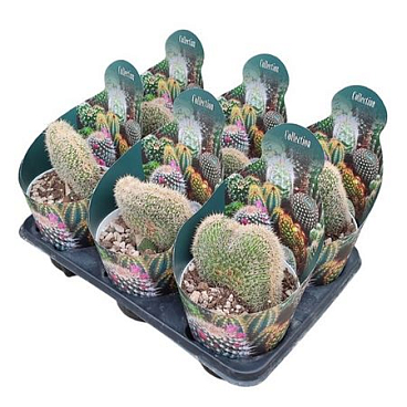 Pachycereus Pringlei Crestato