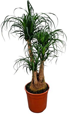 Beaucarnea 27 Cm Vertakt