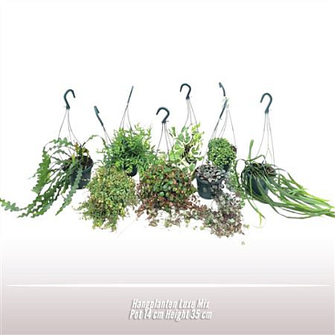 Hanging Plants Mix Deluxe