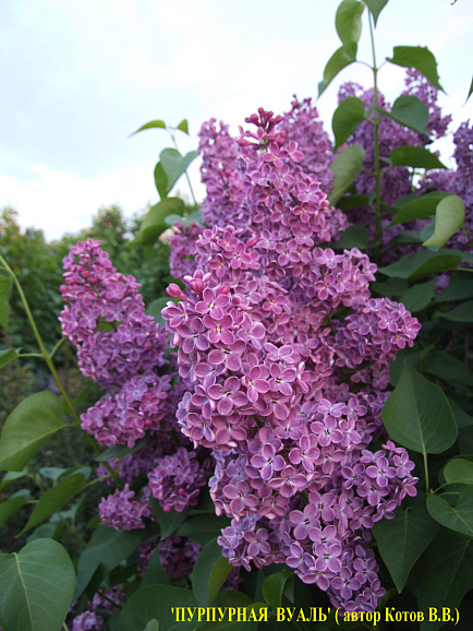 Сирень обыкновенная Пурпурная Вуаль