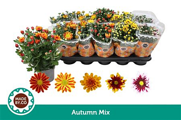 Chrys Autumn Mix