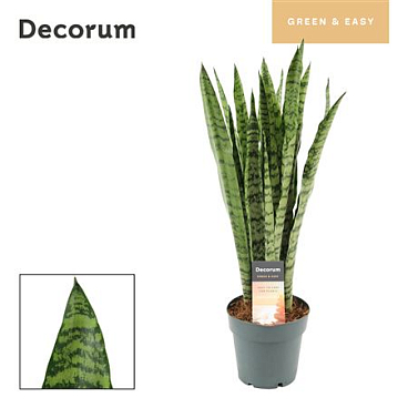 Sansevieria Wintergreen (decorum)