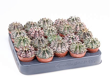Gymnocalicium Mihanovichii