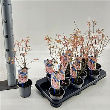 Acer Palm Iyoshi