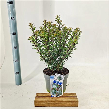 Ilex Meserveae Gentle