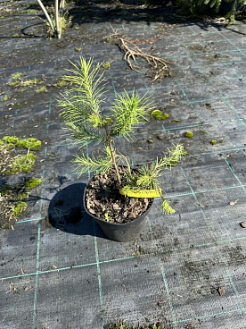 Лиственница европейская Хорстманн Рекурвед