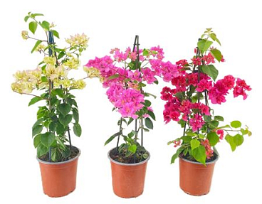 Bougainvillea