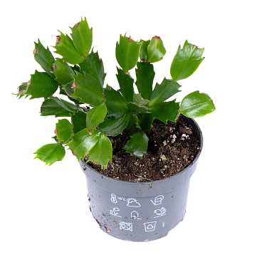 Шлумбергера Микс | Оптовая цветочная компания «Флора Групп» Шлумбергера Микс