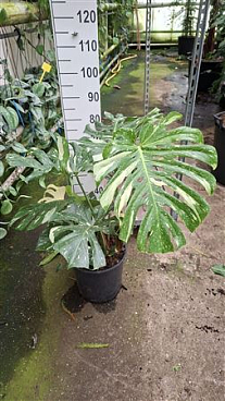 Monstera Del Thai Constellation
