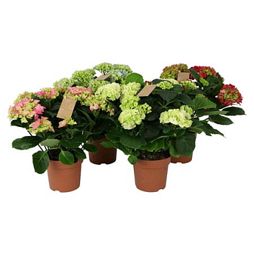 Hydrangea Ma Mix 9+