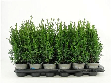 Chamaecyparis Lawsoniana Robusta