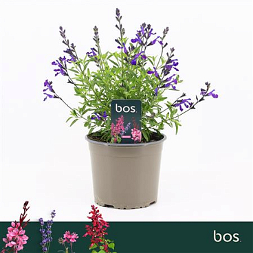 Salvia Greggii Mirage Blue