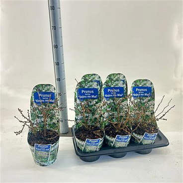 Prunus Incisa Kojou-no-mai