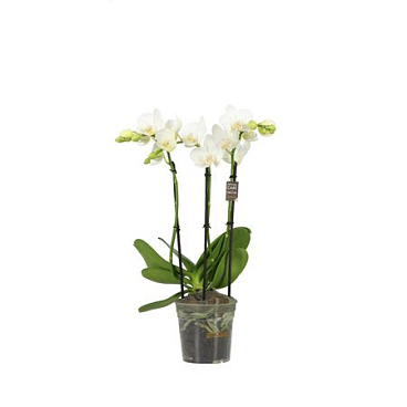 Phal 3-4st Starrion 35+ (opti)