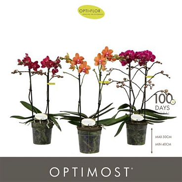 Phal 2st Optimost Spicy Colours (opti)