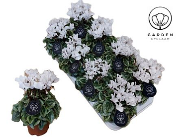 Cyclamen Garden Donatello White