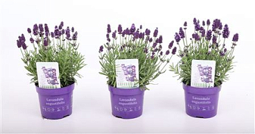Lavandula An Valence Deep Violet