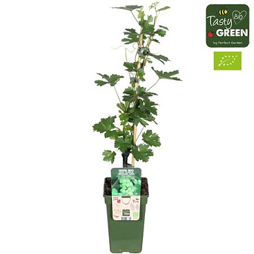 Vitis Vin Bianca Bio