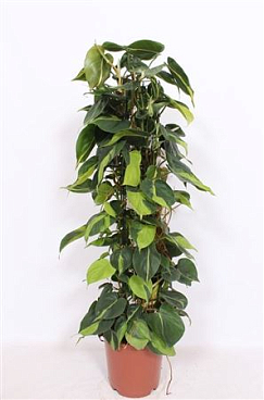 Philodendron Scandens Brasil