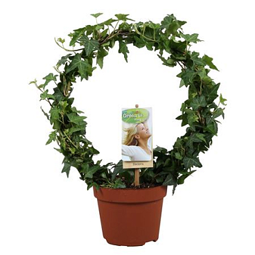 Hedera Helix Green Bow