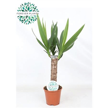 Yucca 30cm Stem 3+