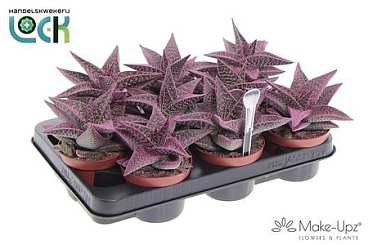 Gasteria Aveo Make Upz Roze