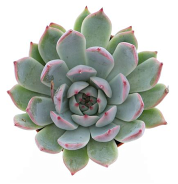 Echeveria Chihuahuaensis