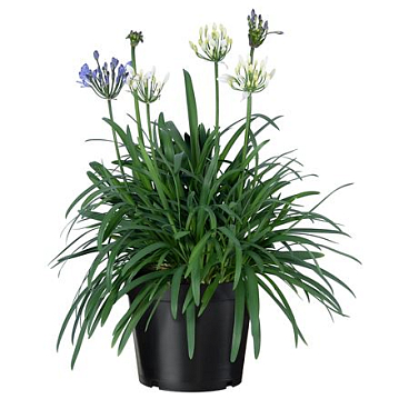 Agapanthus Summer Love Duo
