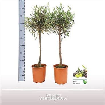 Olea Europaea