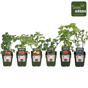 Fruit Mix Standard Bio