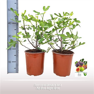 Ficus Carica Bornholm Bush
