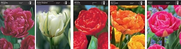 Тюльпан махровый Микс (шоубокс)