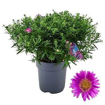Aster Dumosus Alpha Pink P17
