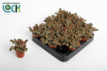 Kalanchoe Tomentosa Brown