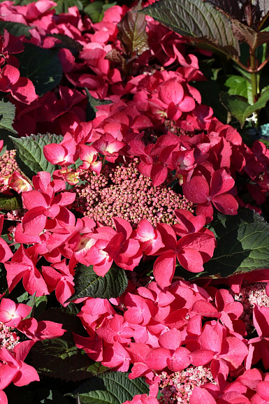 Гортензия крупнолистная Кардинал Ред