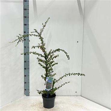 Cotoneaster Coral Beauty