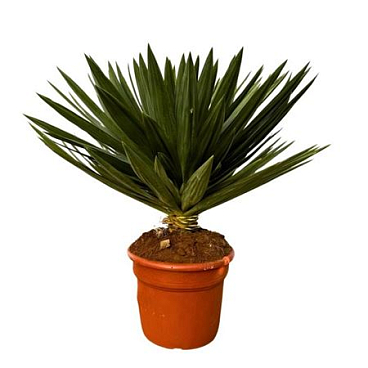 Yucca Gloriosa Lone Star