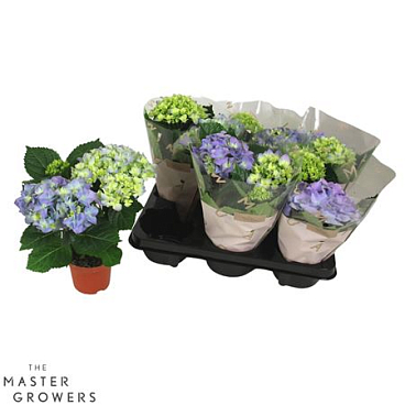Hydrangea Ma Blue 2+