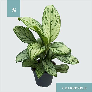 Aglaonema Maria Christina