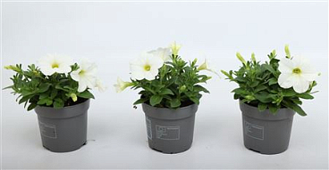 Petunia Tea White