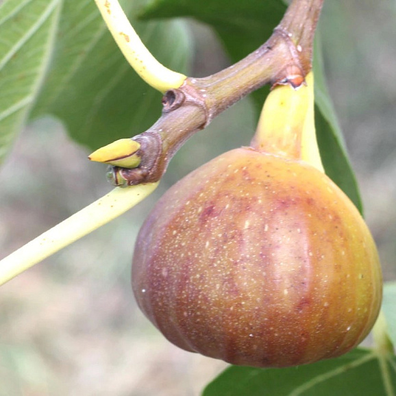 Инжир Брунсвик в тубе