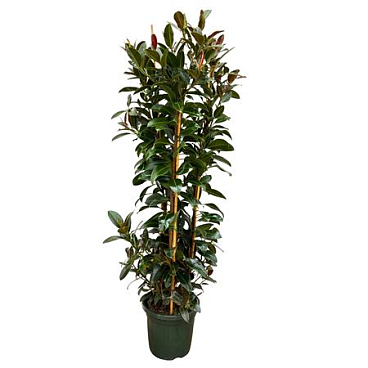 Ficus El Melany 3pp